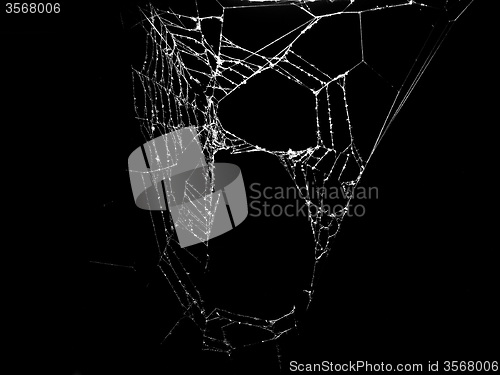 Image of Black and white Spider web