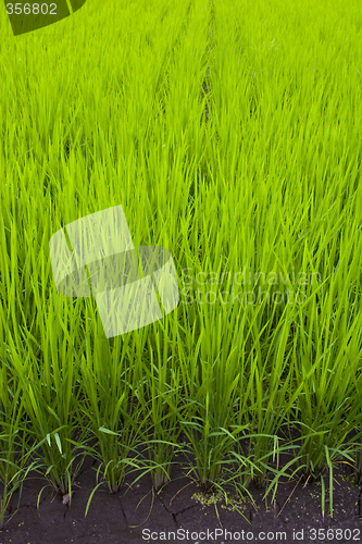 Image of Rice Field II