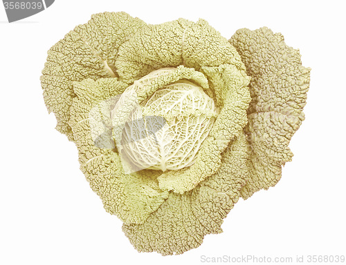 Image of Retro looking Green cabbage