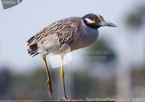 Image of Yellow-crowned Night Heron II