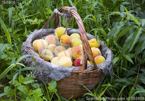 Image of Basket of Peaches II