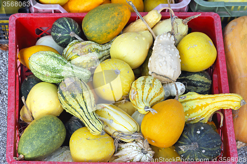 Image of Gourds