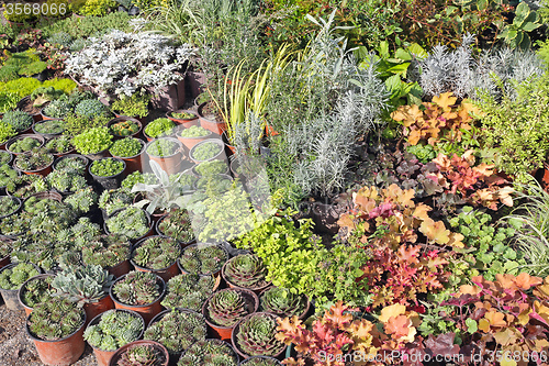 Image of Plants Nursery