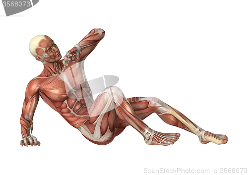 Image of Muscles Map