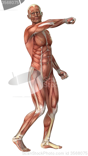 Image of Muscles Map