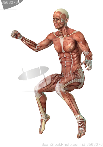 Image of Muscles Map