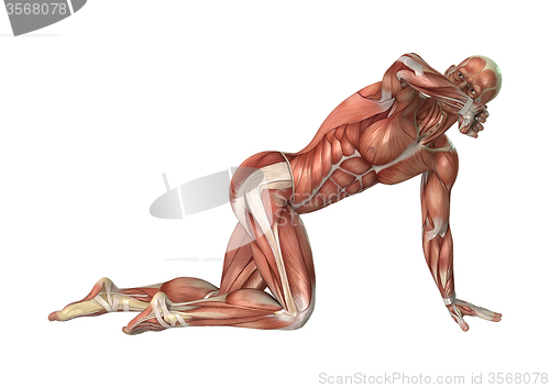 Image of Muscles Map