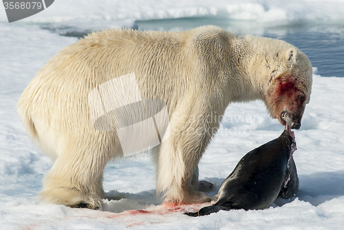 Image of Lunch for Polar Bear