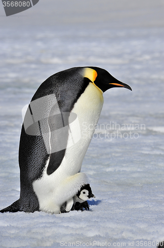 Image of Emperor Penguin 