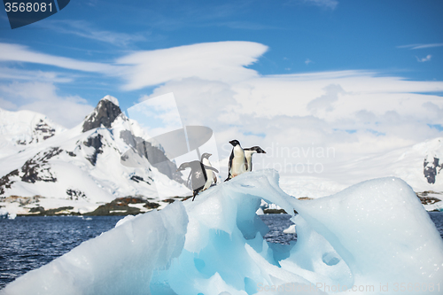 Image of Adelie Penguin