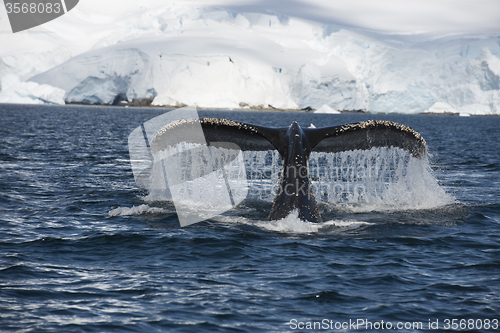 Image of Humpback Whale tail