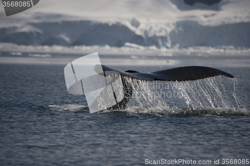 Image of Humpback Whale tail