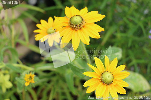 Image of Yellow Flower