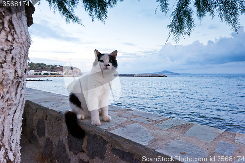 Image of Cat sitting on wall