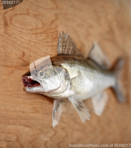 Image of  walleye with open mouth