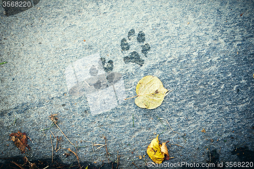 Image of The dog \'s footprints on cement floor background