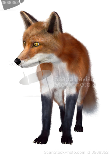 Image of Red Fox