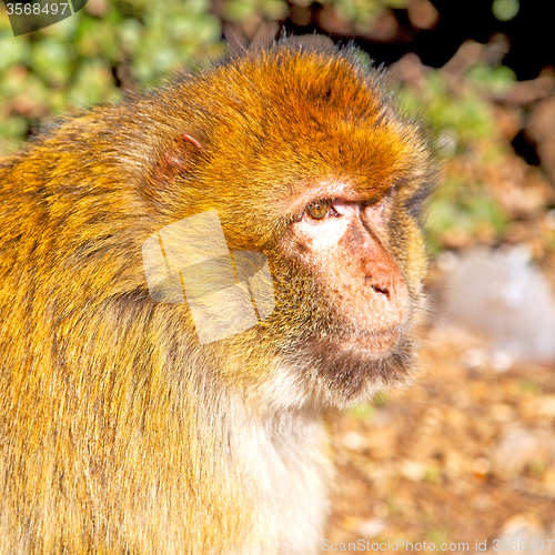 Image of bush monkey in africa morocco and natural background fauna close
