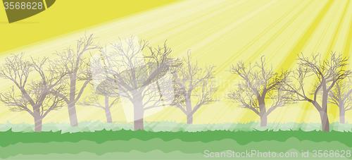 Image of forest in the sunny day, rays, trees silhouettes