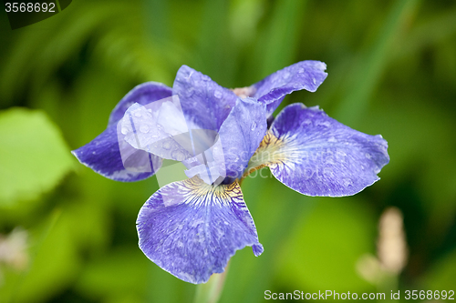 Image of blue iris flower