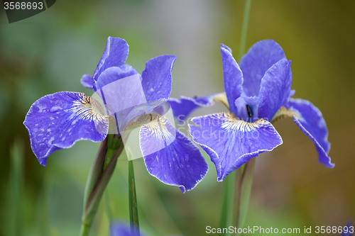 Image of two blue iris flowers