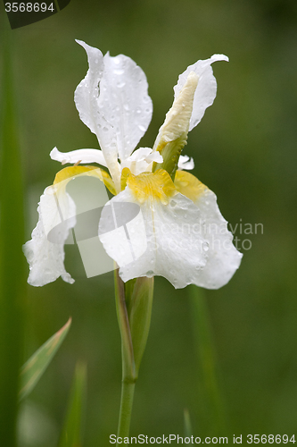 Image of white iris flower