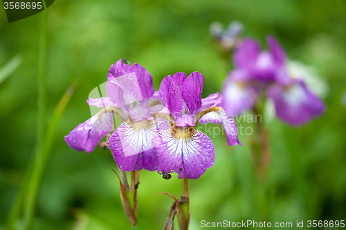 Image of two violet iris flowers