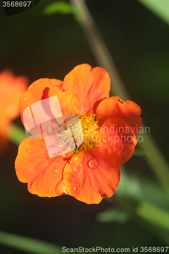 Image of small orange flower