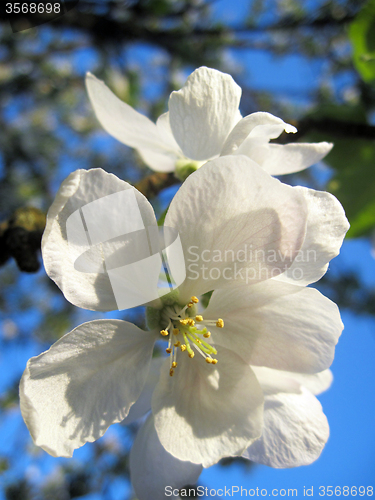 Image of apple flower             