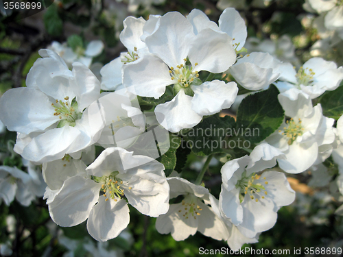 Image of apple blossom 