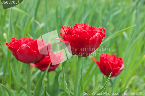 Image of red fringed double tulips