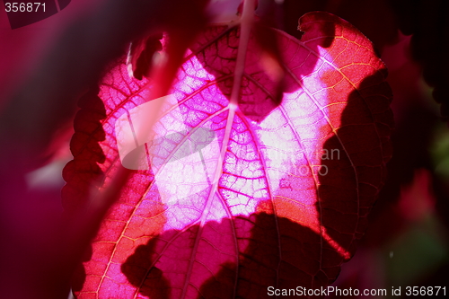 Image of Red Leaf