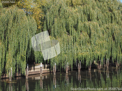 Image of Weeping Willow tree