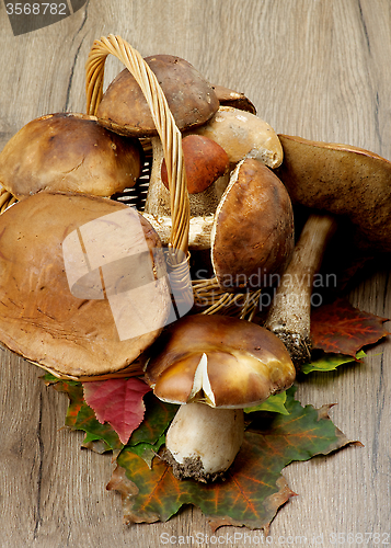 Image of Forest Mushrooms