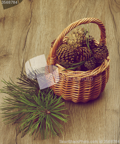 Image of Fir Cones and Branches