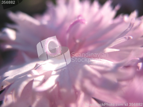 Image of pink flower