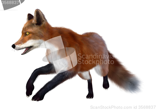 Image of Red Fox