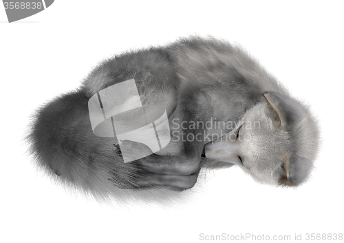 Image of Arctic Fox