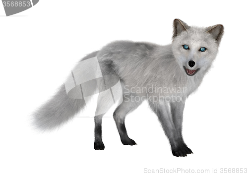 Image of Arctic Fox