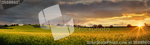 Image of Canola farmlands as the sun sets 