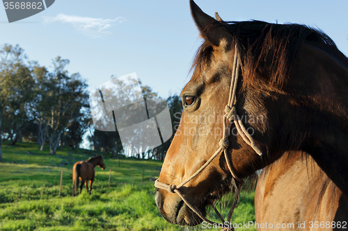 Image of A horses watchful eye on his buddy