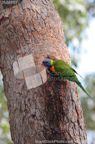 Image of Rainbow Lorikeet