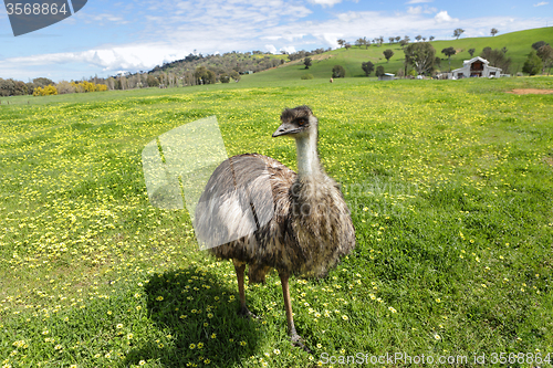 Image of Australian emu basking in the beautiful Australian sunshine