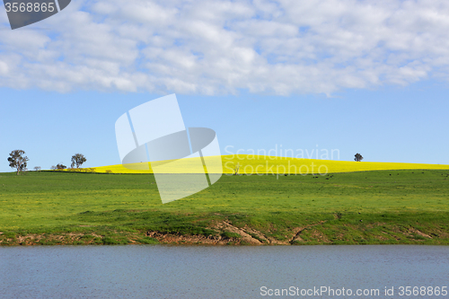 Image of Canola Hill Cowra