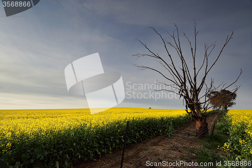 Image of Golden Canola rural farmland