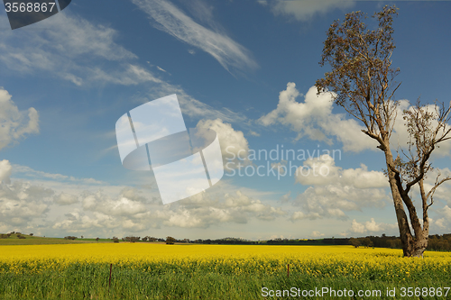 Image of Fields of golden canola flowering in the springtime