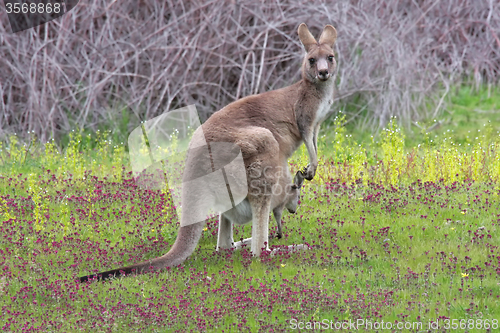 Image of Eastern Grey Kangaroo with Joey