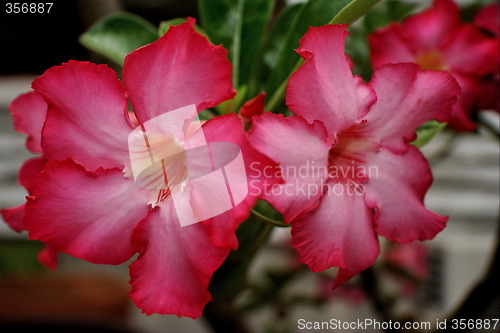 Image of Red flowers closed .