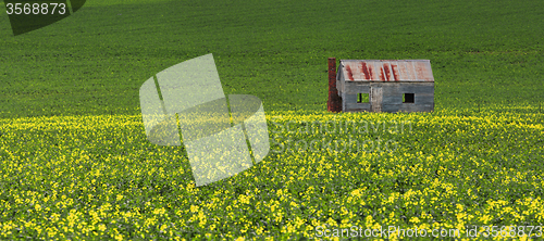 Image of Tin shack in fields of green and gold