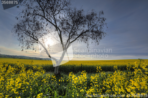 Image of Early morning sunlight filters across canola fields